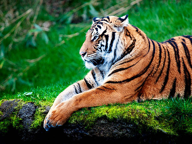 tygrys sumatrzański - tiger animal sumatran tiger endangered species zdjęcia i obrazy z banku zdjęć