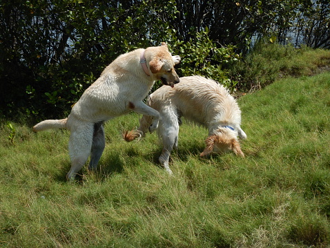 Two Golden Retrievers playing