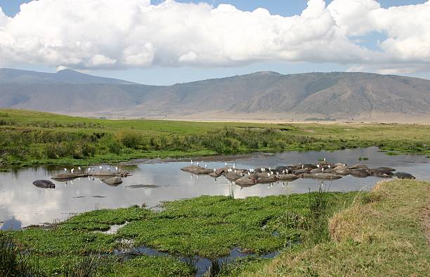 hippo piscine de natation hippopotame, cratère de n'gorongoro, serengeti, tanzanie, afrique - dormant volcano photos et images de collection