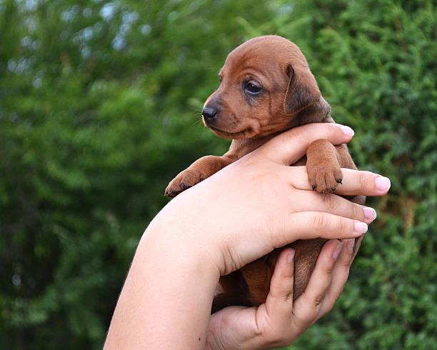 istock Tenderness and care for puppy 466097068