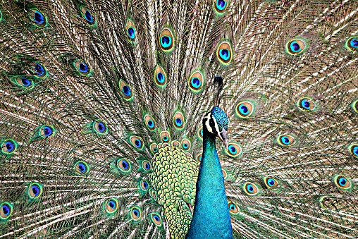 Peacock shot taken in Kuala Lumpur Bird Park