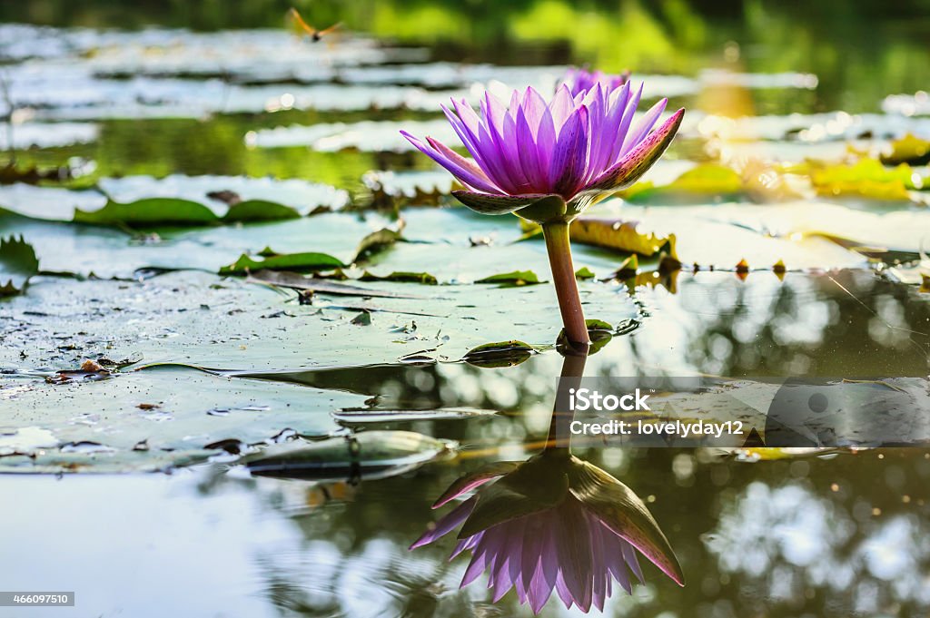 Water Lily Pond and lotus 2015 Stock Photo