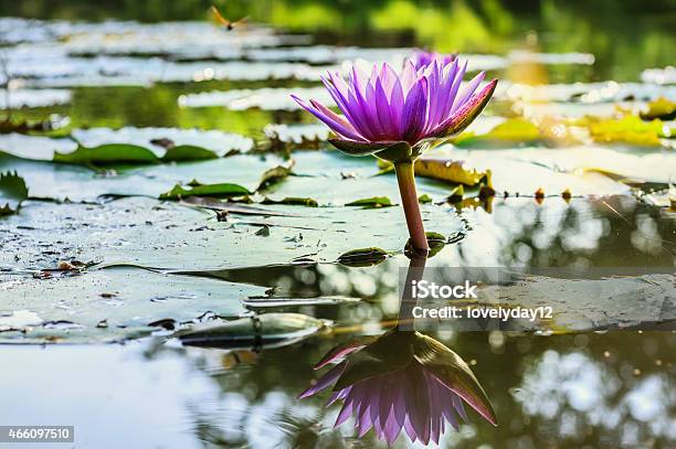 Water Lily Pond And Lotus Stock Photo - Download Image Now - 2015, Awe, Beauty In Nature