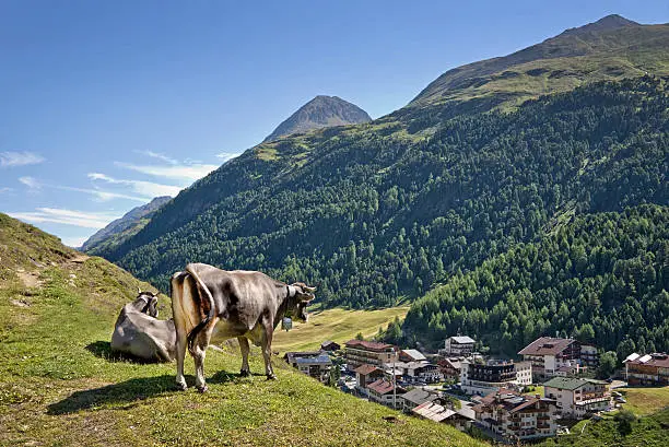 Cow overlooking the village of Vent in Otztal, Tyrol, Austria