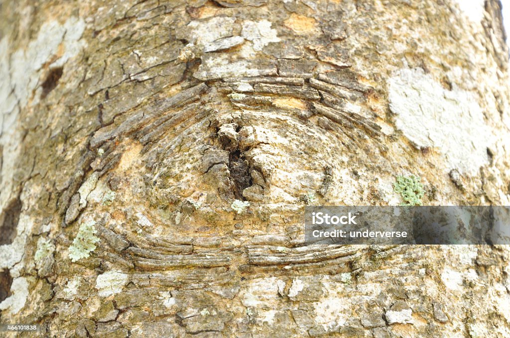 Tree Patternbark Close Up Pattern Of Tree Bark Texture For Background Stock Photo ...