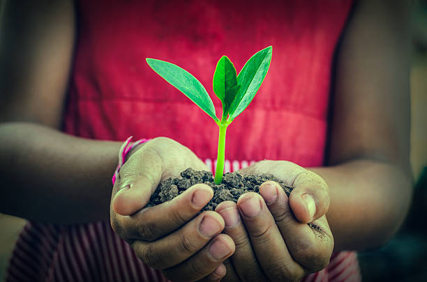 istock hand holding a green young plant 466101958