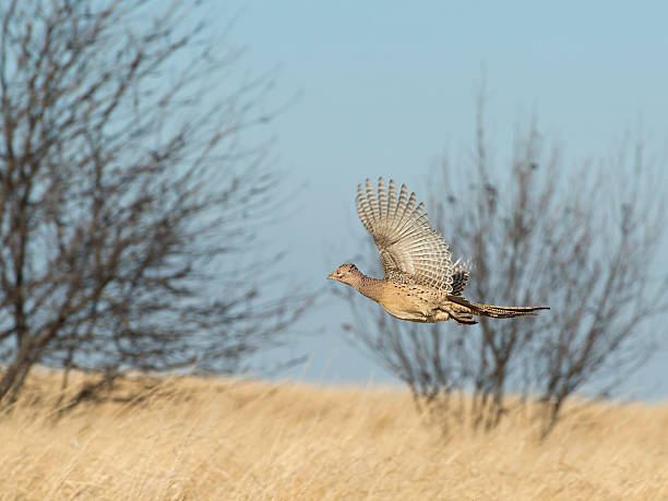 voando galinha faisão - pheasant hunting bird gamebird - fotografias e filmes do acervo