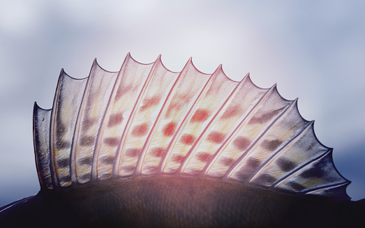 Dorsal fin of a walleye (pike-perch)  close-up, toned photo
