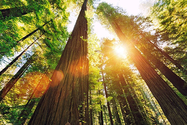 parc national de redwood - vue en contre plongée verticale photos et images de collection