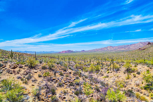 istock beautiful mountain desert landscape with cacti 466104373