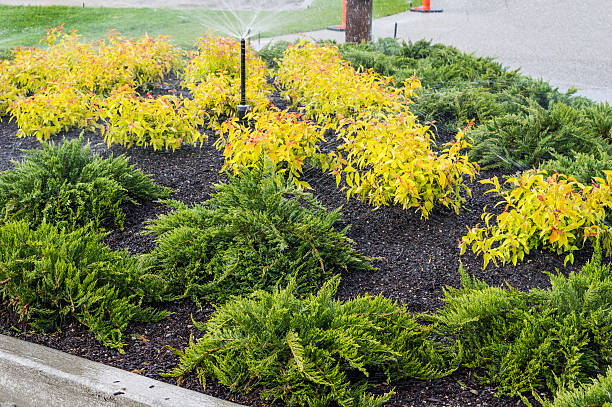 istock Irrigation sprinklers watering landscape 466104676