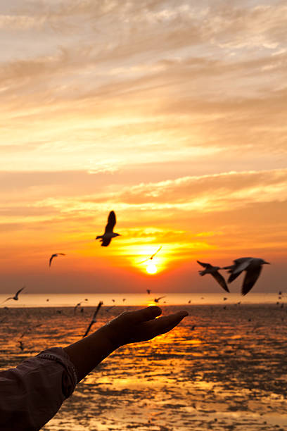 istock seagull with sunset in the background 466105519