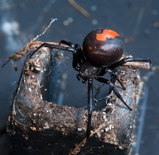 Redback Spider stock photo