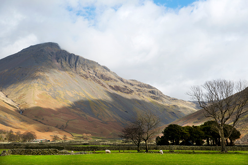 Iconic view of this fine mountain in the English Lake District. The Great Napes area shows up extremely well in this image with lots of detail at largest size. The stand of Yew Trees bottom right holds St Olaf's Church, reputedly the smallest church in England. the sheep are of course the Lake District speciality Herdwick breed.