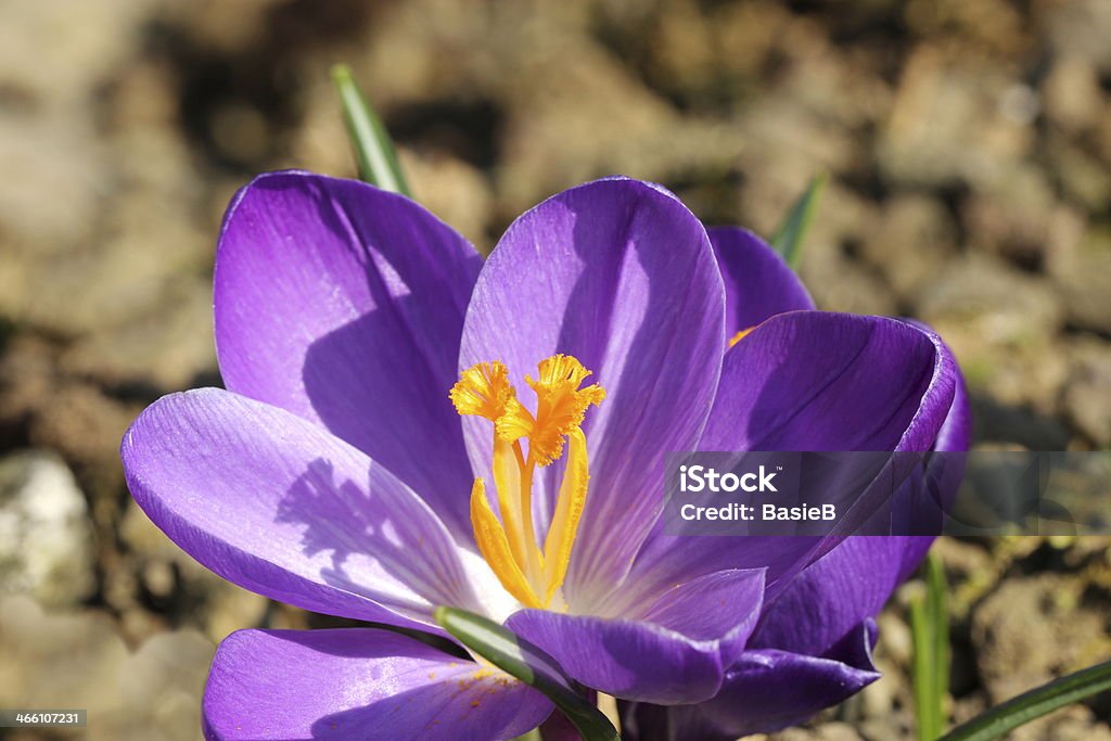 Crocus biflorus-Schottischer Krokus - Foto de stock de Croco de açafrão royalty-free