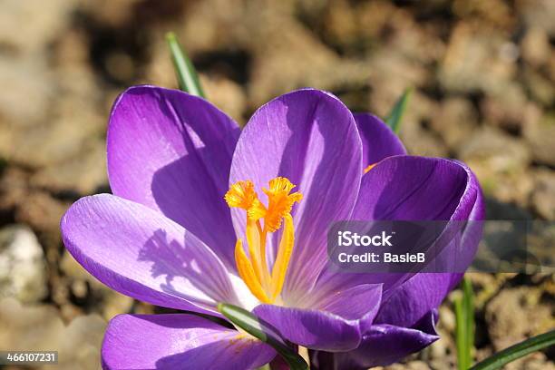 Foto de Crocus Biflorusschottischer Krokus e mais fotos de stock de Croco de açafrão - Croco de açafrão, Flor, Amarelo