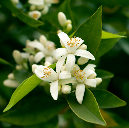 Blossoming orange tree