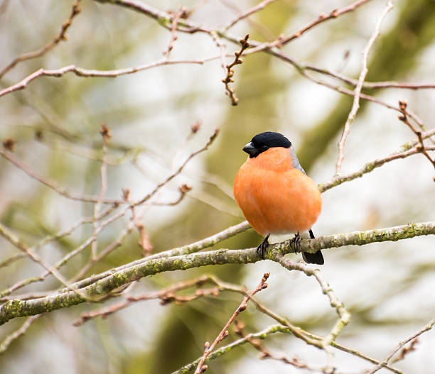istock Male Eurasian Bullfinch 466110352