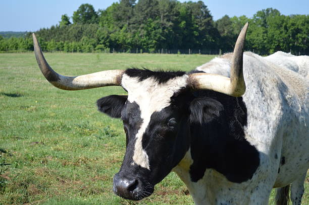 istock Black and White  Texas Longhorn 466110500