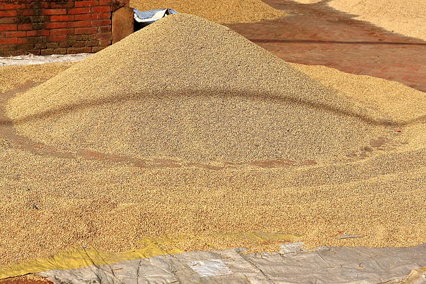 Paddy rice sundrying laid on a plastic raffia mat on the floor of a small square in the Tribheni Ghat-Khware shrine area at the Punyamati and Roshi khola-rivers junction. Panauti-Kavrepalanchok dstr.-Bagmati zone-Nepal.