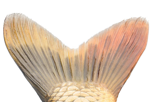 carp fish