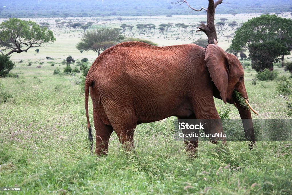 Rosso elefante in Kenya di Tsavo Ovest - Foto stock royalty-free di 2015