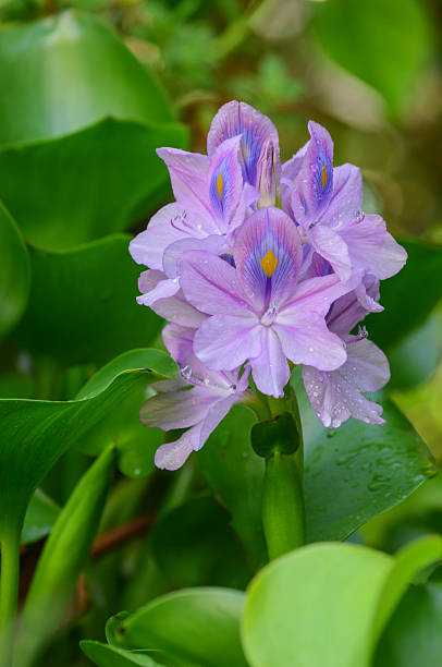 istock flower blooming water hyacinth 466112358