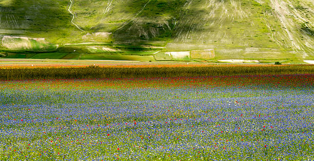 istock Piano Grande di Castelluccio (Italy) 466112974