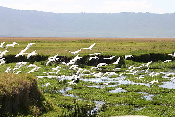 イグレットフライング、アフリカンサバンナの ngorongoro クレーター、タンザニア、アフリカ - lake volcano volcanic crater riverbank ストックフォトと画像