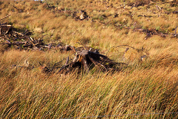 Tree stump