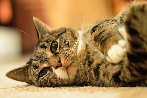 istock Domestic Cat Laying on Floor Looking at Camera 466115858