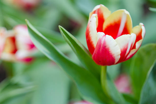 istock Colorful tulips flower 466115925