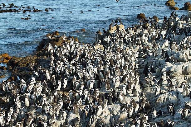 istock African penguins in Betty's bay 466116044