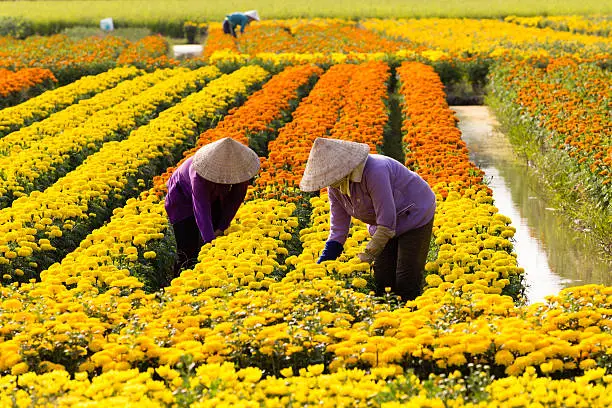 VietNamese woman with conical hat is harvesting flower, in SaDec, VietNam