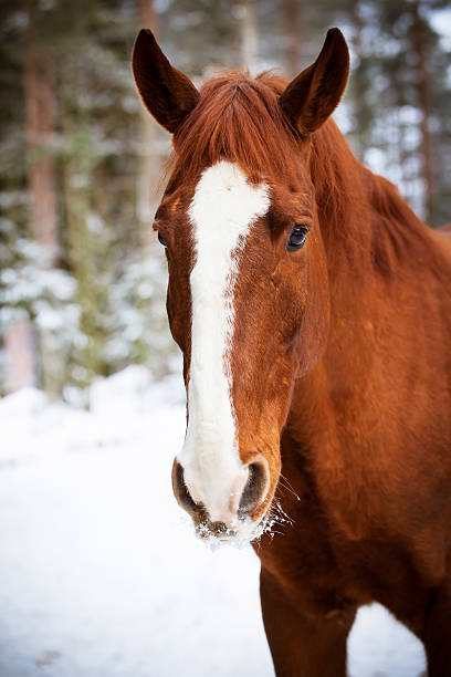 istock Red horse on winter background 466116574