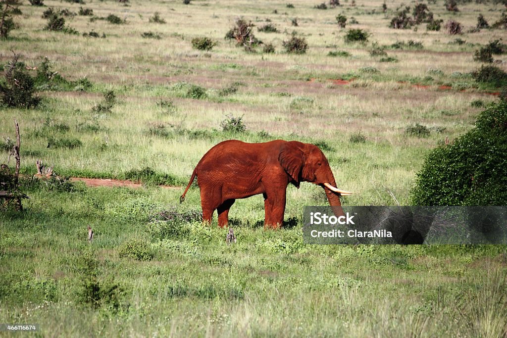 Rosso elefante al Parco Nazionale di Tsavo Est-Kenya - Foto stock royalty-free di 2015