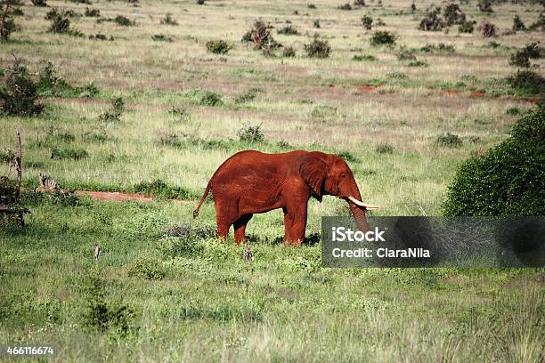 Rosso Elefante Al Parco Nazionale Di Tsavo Estkenya - Fotografie stock e altre immagini di 2015