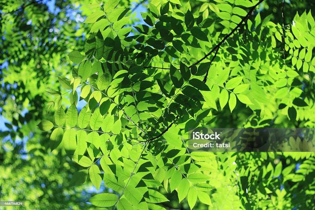 Fresh green leaves on sunny summer day Tree leaves photographed in Belarus in early June. Color horizontal photo taken from below in the afternoon.  Shallow depth of filed, focusing only on the closest branch. 2015 Stock Photo