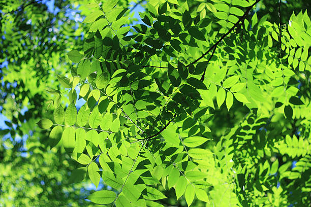 Fresh green leaves on sunny summer day stock photo