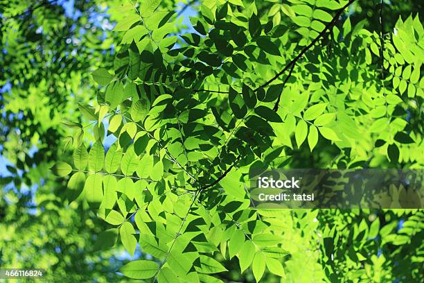 Fresh Green Leaves On Sunny Summer Day Stock Photo - Download Image Now - 2015, Back Lit, Beauty In Nature
