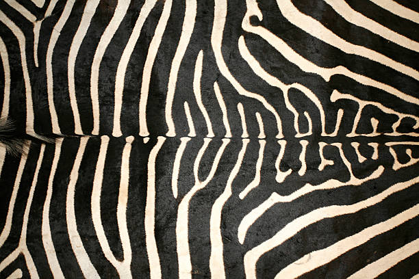 Macro picture of a zebra skin texture as a  background Black and white texture pattern of an original zebra skin fur protest stock pictures, royalty-free photos & images