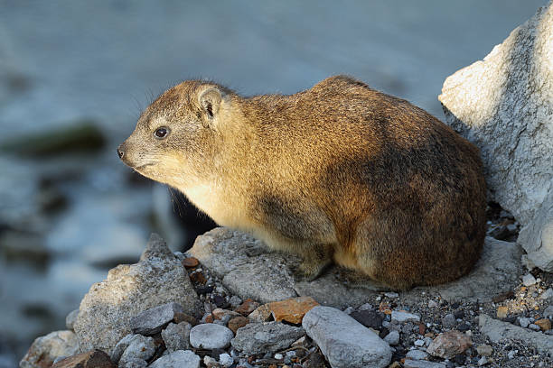 istock Dassie in South Africa 466117208