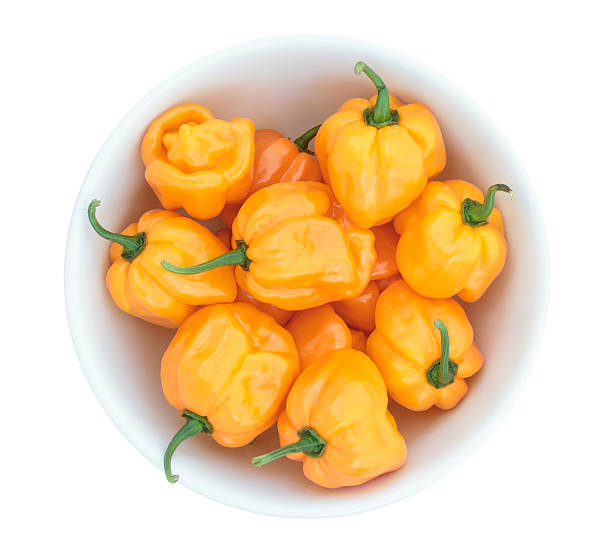 Sweet yellow Chili Pepper: Aji Dulce Amarillo (Capsicum chinense)