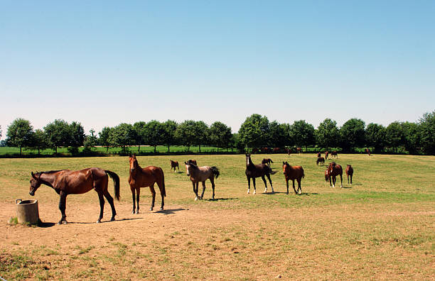 istock Horses on a dry warm day 466117812