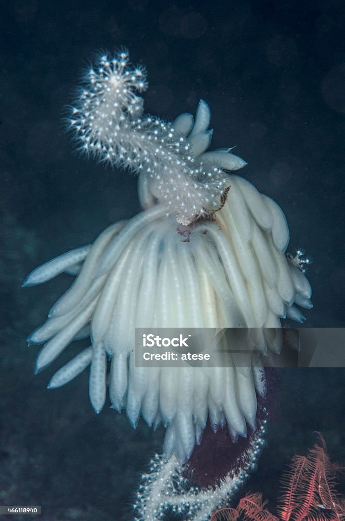 Long Gorgonian Long Gorgonian and Squid eggs in MarmaraSea Animal Egg Stock Photo