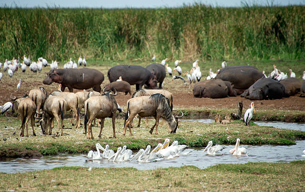 wetland do parque nacional do lago manyara - lake manyara national park - fotografias e filmes do acervo