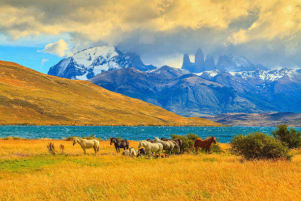 Magic light Rocks Torres del Paine visible among the clouds. Magic light of sunset. Herd of mustangs on the shore of Laguna Azul mustang wild horse photos stock pictures, royalty-free photos & images