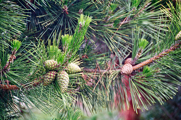 Close up of Scots pine cones and needles stock photo