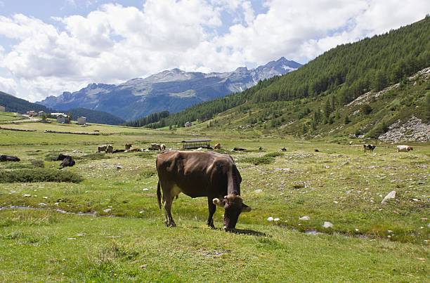 istock Brown cow ruminate in the grass in Madesimo 466123688