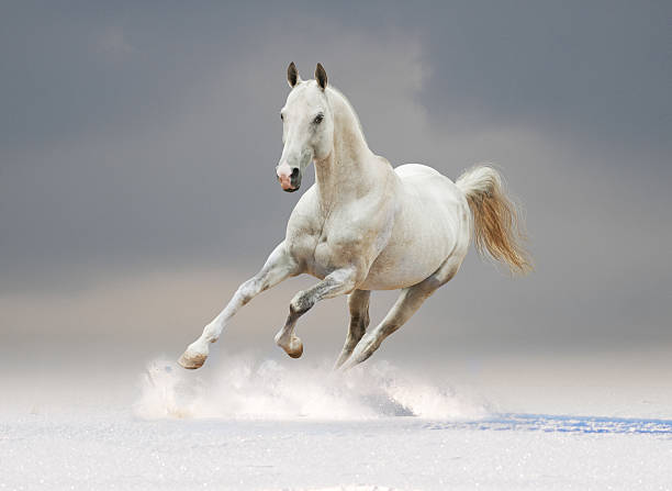 istock white akhal-teke stallion in snow 466123714